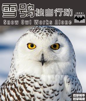 雪鸮资料