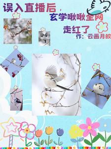 小金乌的集